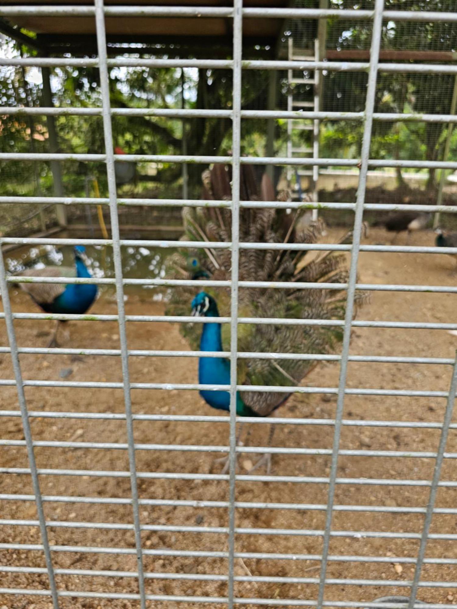 ホテル カラク オーチャード リゾーツ ベントン エクステリア 写真